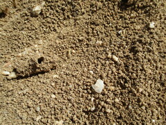 Hodotermes mossambicus