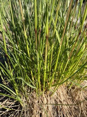 Festuca idahoensis