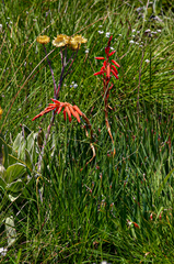 Aloe rhodesiana image