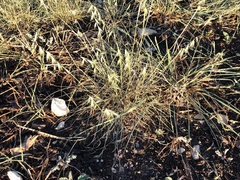 Bouteloua rigidiseta
