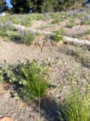 Festuca idahoensis