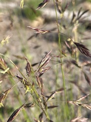 Festuca idahoensis