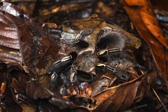 Ephebopus murinus