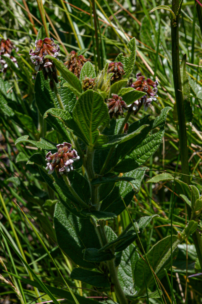 Eriosema buchananii