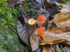 Hygrocybe miniata