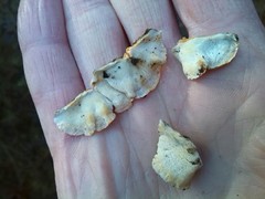 Skeletocutis amorpha