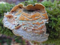 Skeletocutis amorpha