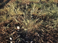 Bouteloua rigidiseta
