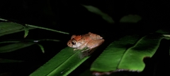 Pristimantis incomptus