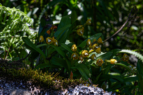 Polystachya campyloglossa image