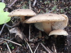 Cyclocybe