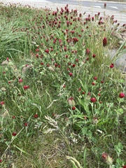 Trifolium incarnatum