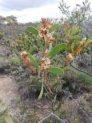 Hakea pandanicarpa