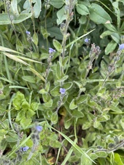 Veronica wormskjoldii