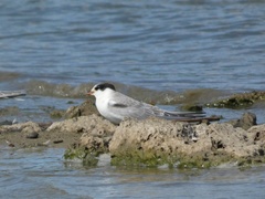 Sterna hirundo