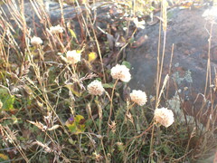Armeria maritima sibirica