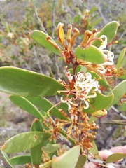 Hakea pandanicarpa