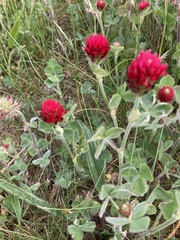 Trifolium incarnatum