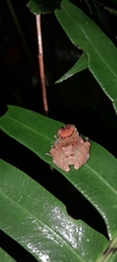 Pristimantis incomptus