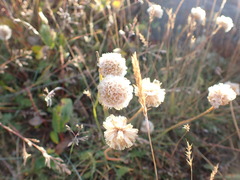Armeria maritima sibirica