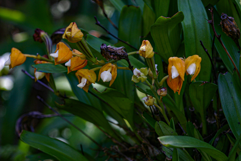 Polystachya campyloglossa