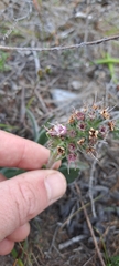 Echiostachys ecklonianus
