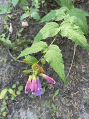 Nothochelone nemorosa