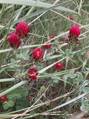 Trifolium incarnatum