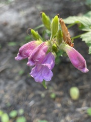 Nothochelone nemorosa