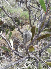 Hakea pandanicarpa