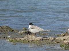 Sterna hirundo