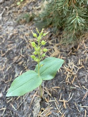 Neottia banksiana