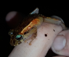Pristimantis incomptus