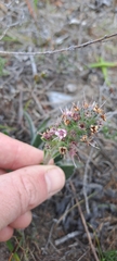 Echiostachys ecklonianus