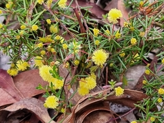 Acacia aculeatissima