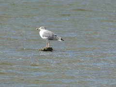 Larus michahellis