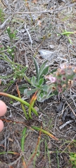 Echiostachys ecklonianus