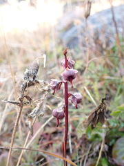 Pyrola grandiflora