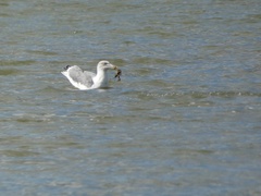 Larus michahellis