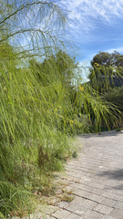 Parkinsonia aculeata