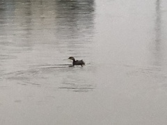 Podilymbus podiceps