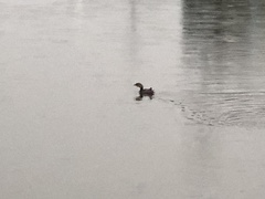 Podilymbus podiceps