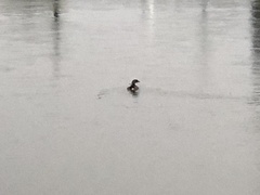 Podilymbus podiceps