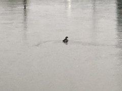 Podilymbus podiceps