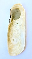 Cryptosula pallasiana