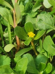Portulaca oleracea
