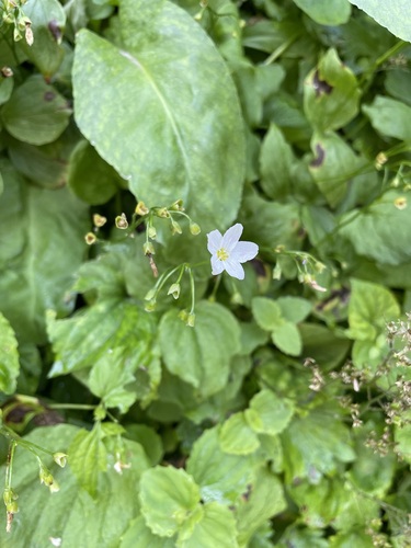 Image of Claytonia cordifolia by (c) Matt Berger, some rights reserved (CC BY)