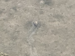 Unionidae