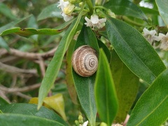 Otala punctata