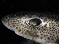 Scyliorhinus canicula